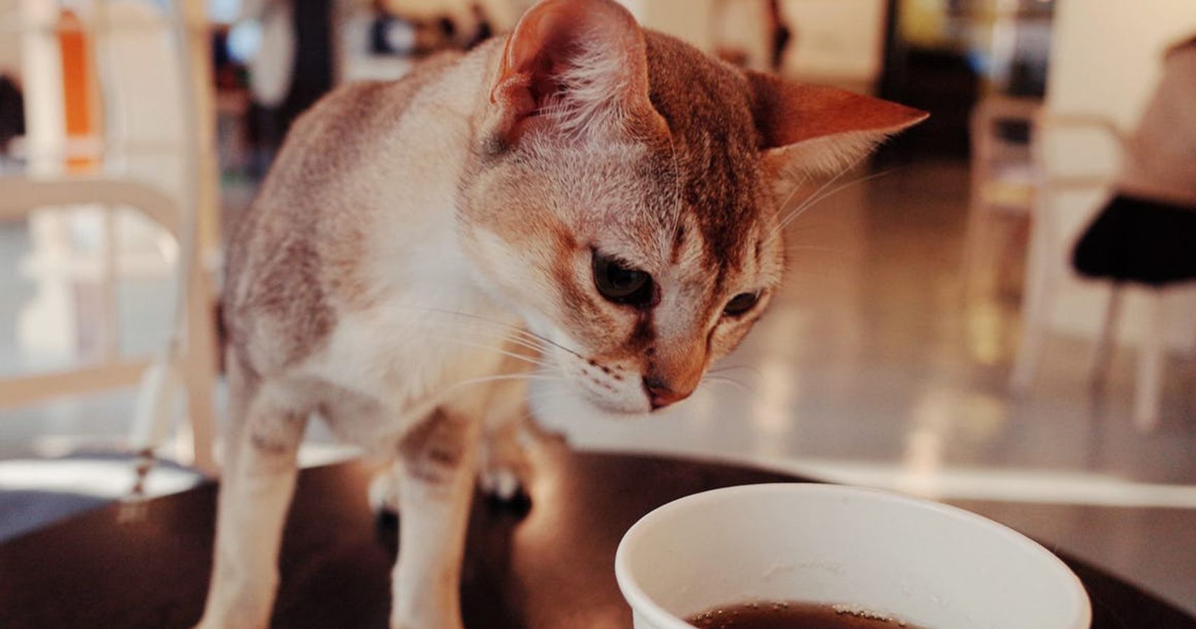 10 Cat Cafes In Major Cities That Also Adopt Out Cats