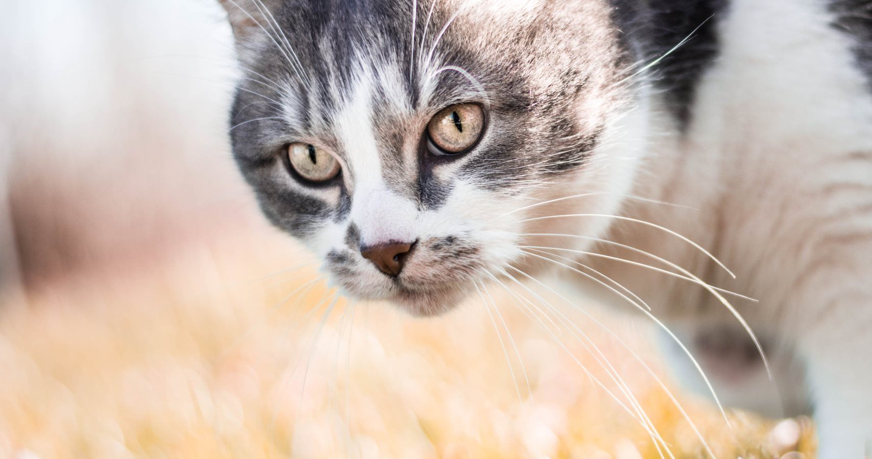 new-study-proves-that-yes-cats-do-respond-to-their-names