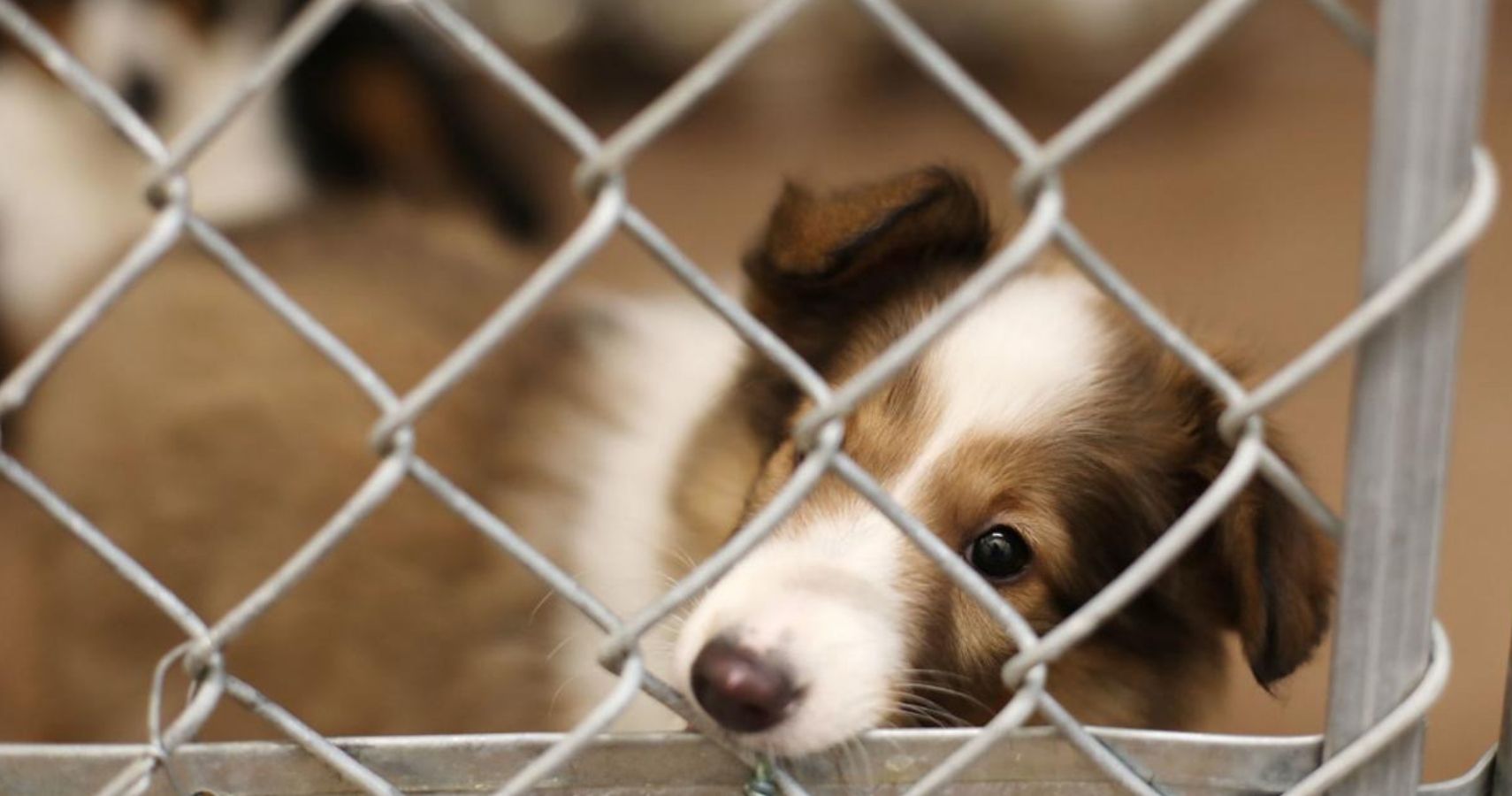 Michigan A “NoKill” State For All Shelter Animals