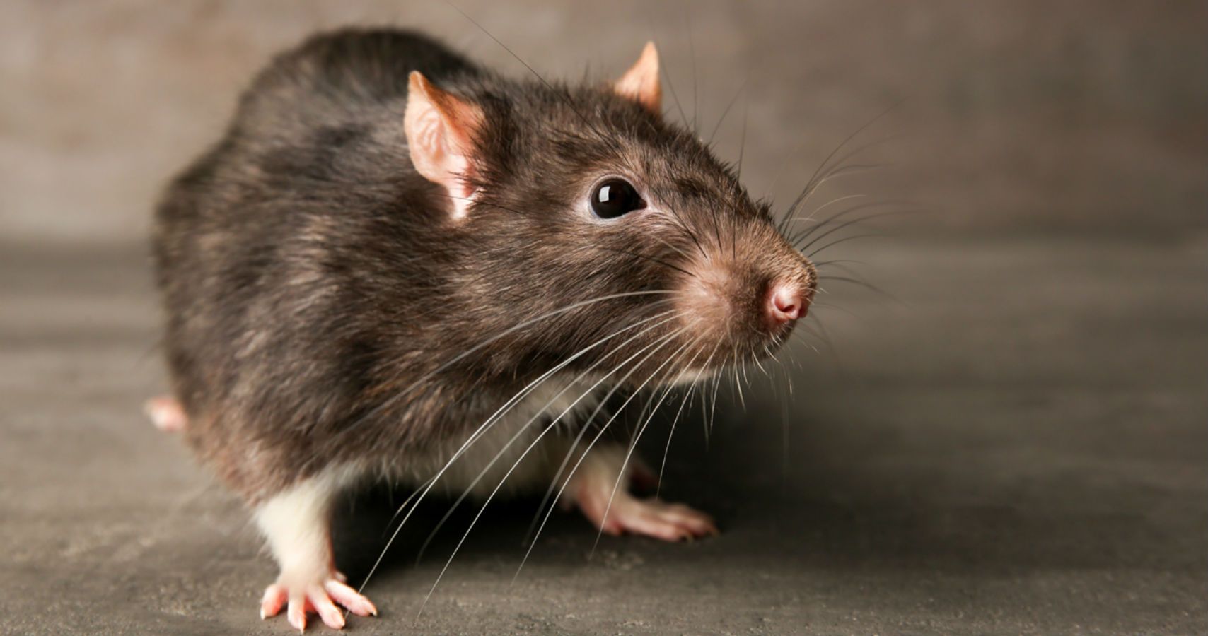 Крик крысы. Rattus Rattus чёрная крыса. Черная Земляная крыса. Полевая крыса. Мордочка крысы.