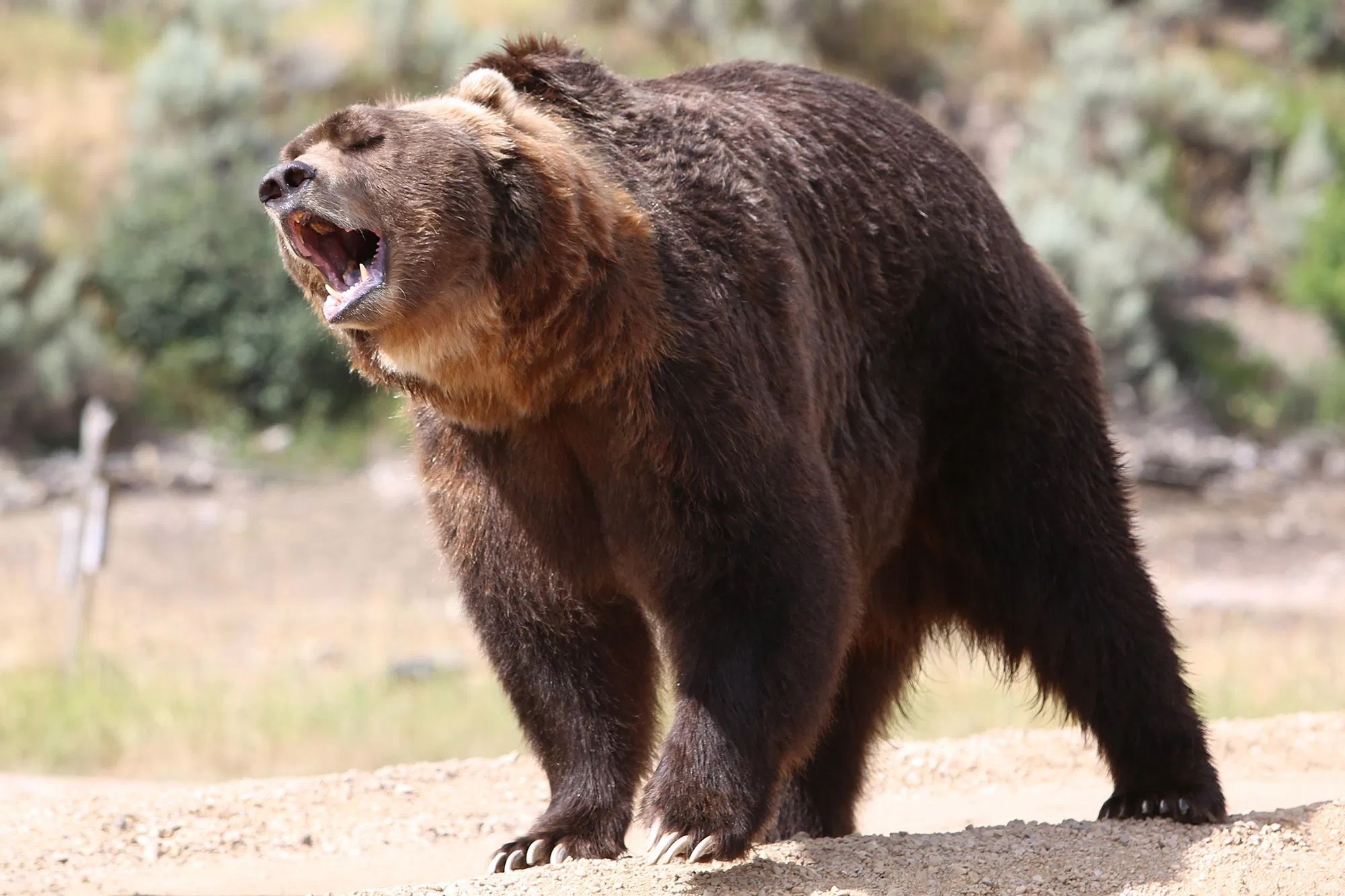 A grizzly bear, which was faked on Man vs Wild.