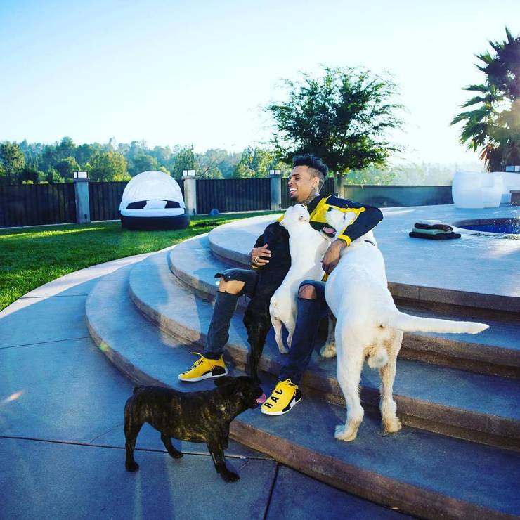 Chris Brown Dogs