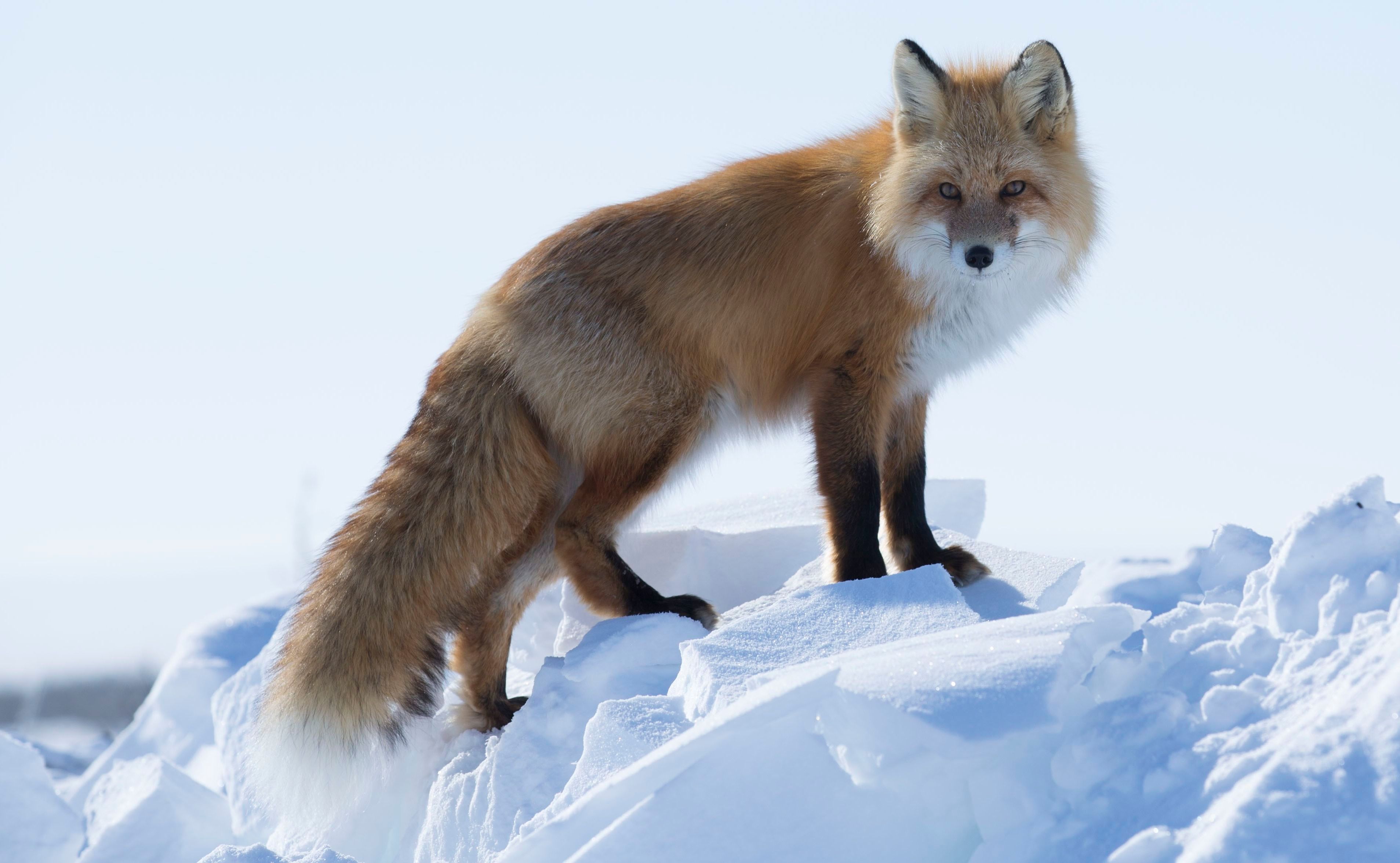 fox life below zero