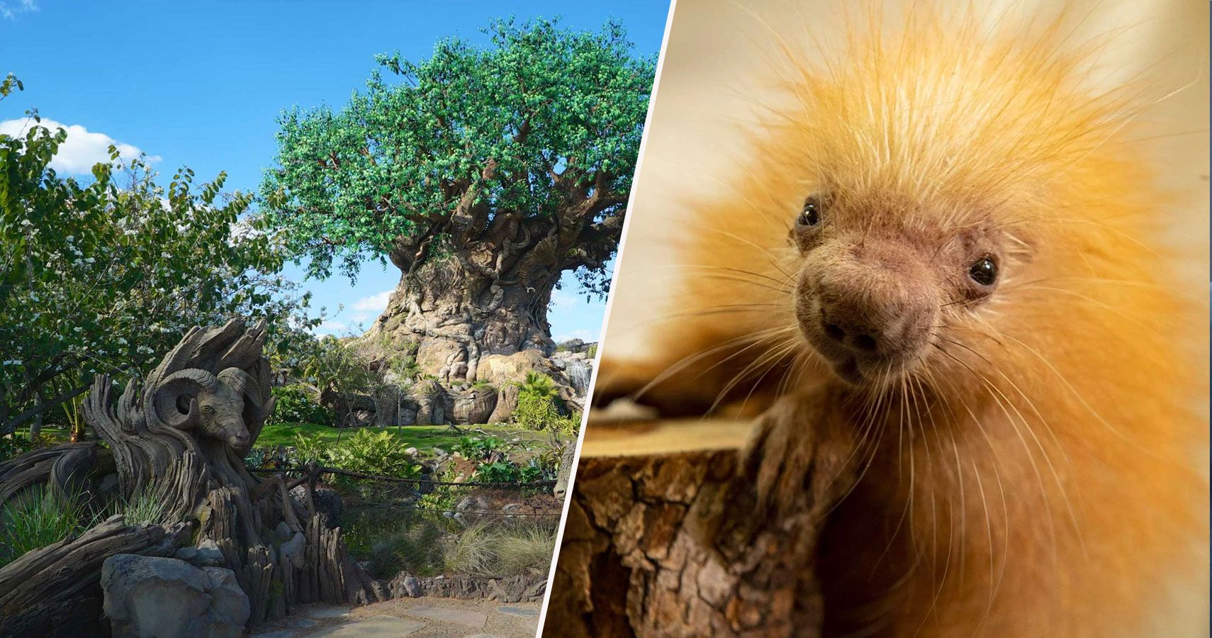 Baby Porcupine in Disney's Animal Kingdom