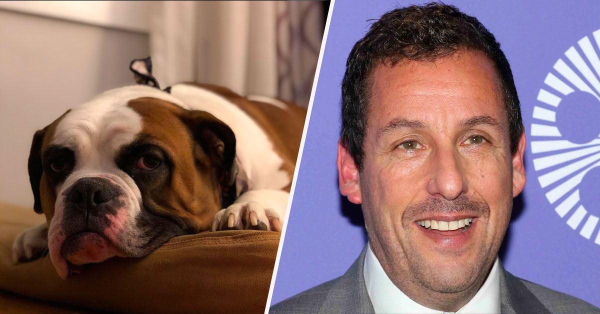 Adam sales sandler bulldog