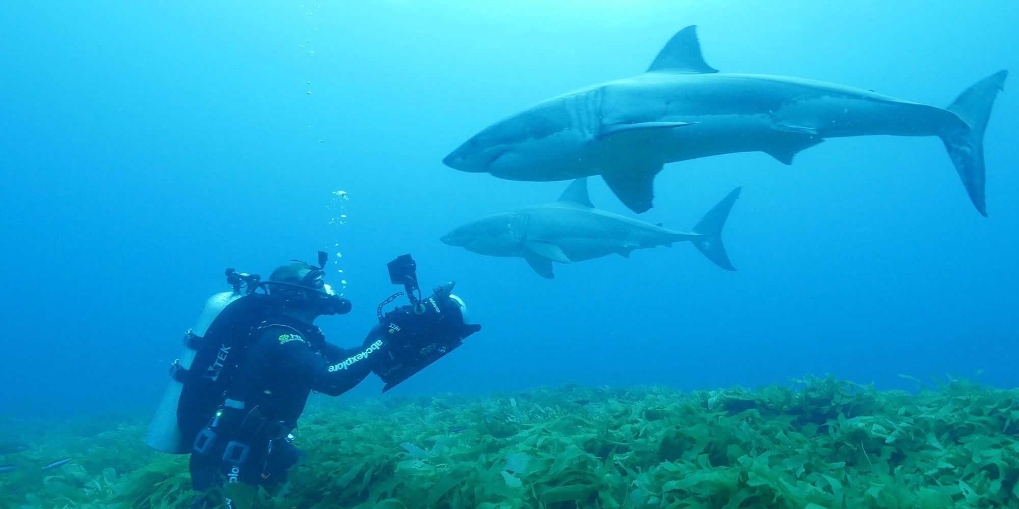 Behind the scenes of Shark Week