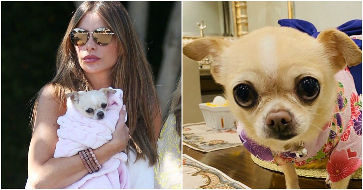Sofia Vergara throws expensive party for her dog