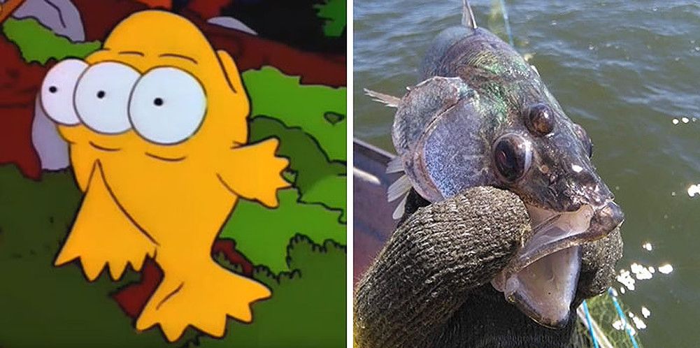 The Famous Three-Eyed Fish the simpsons