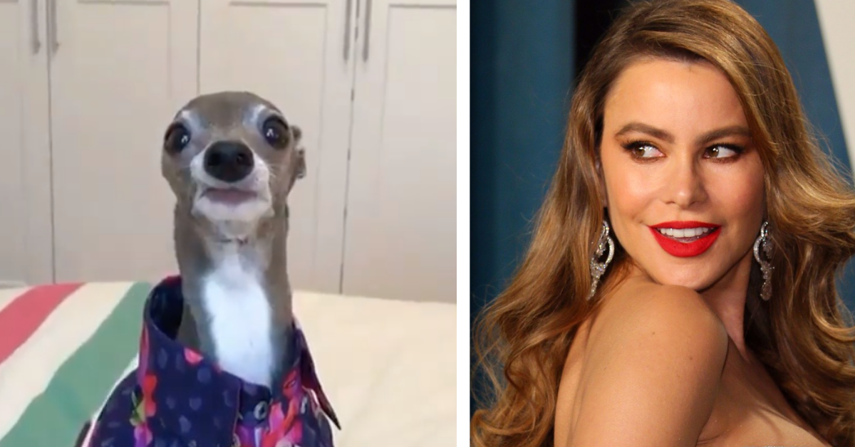 This Adorable Pooch Has The Biggest Celebs Smitten