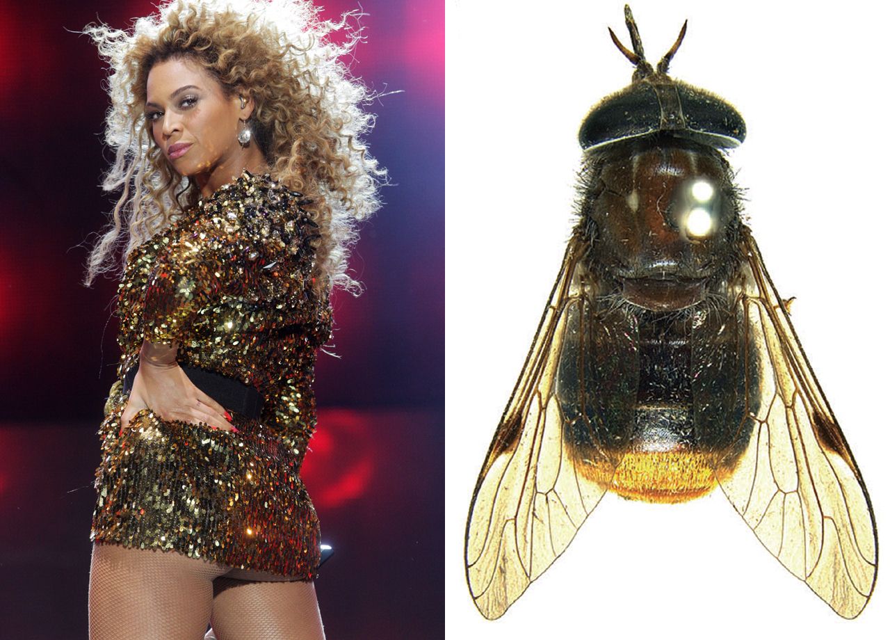 Beyonce in a gold dress/the scaptia plinthina beyonceae fly