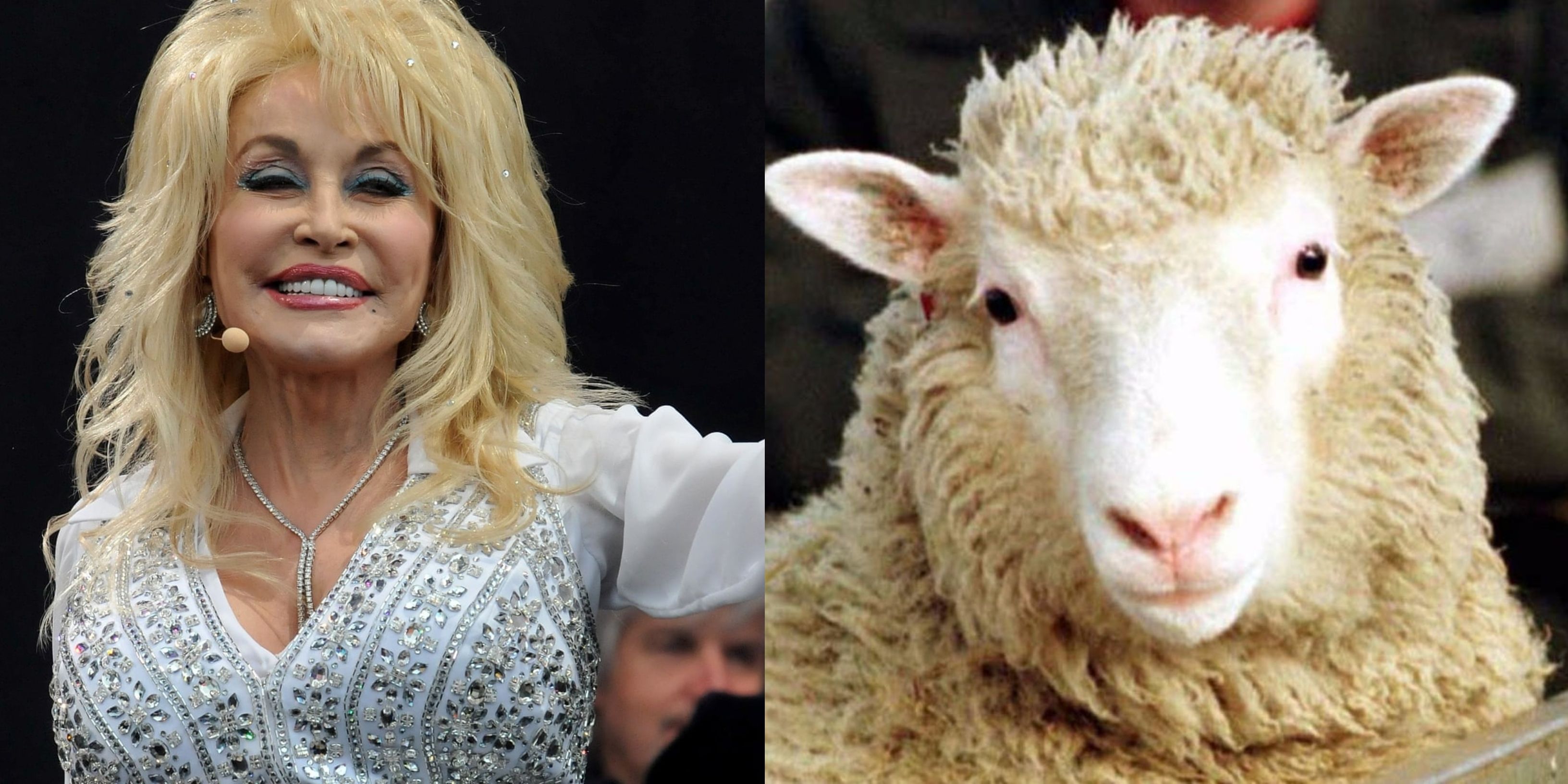 Dolly Parton sheep