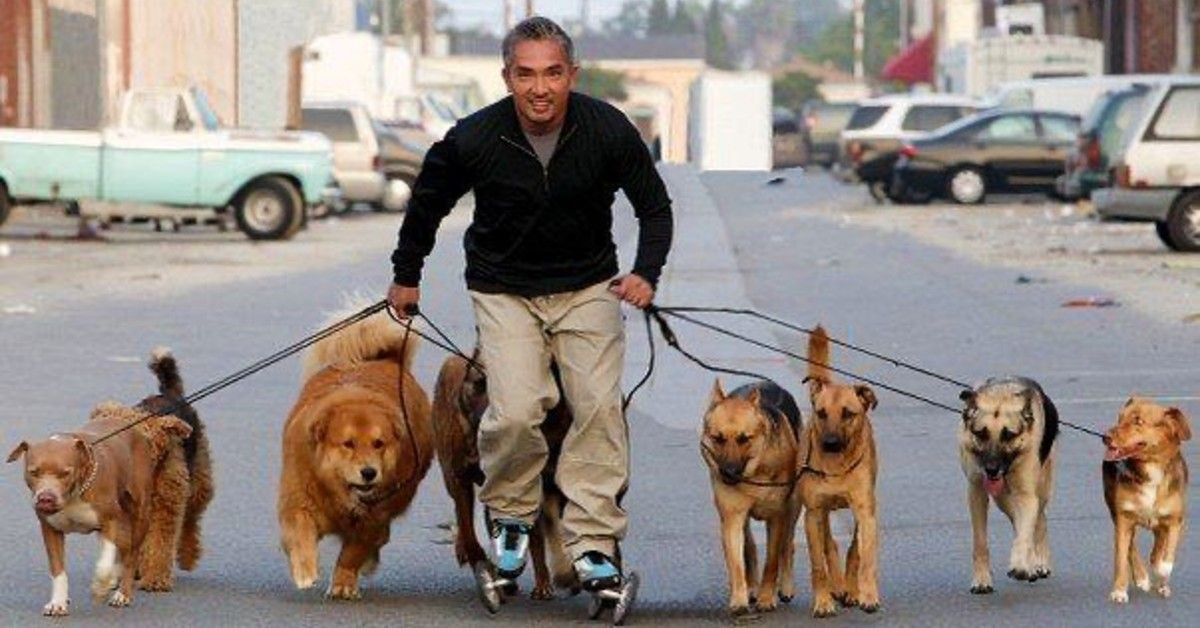Cesar Millan walking a pack of dogs