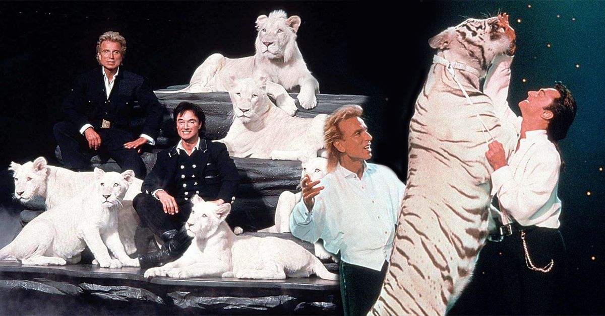 Magicians Siegfried And Roy posing and playing with tigers at their live show