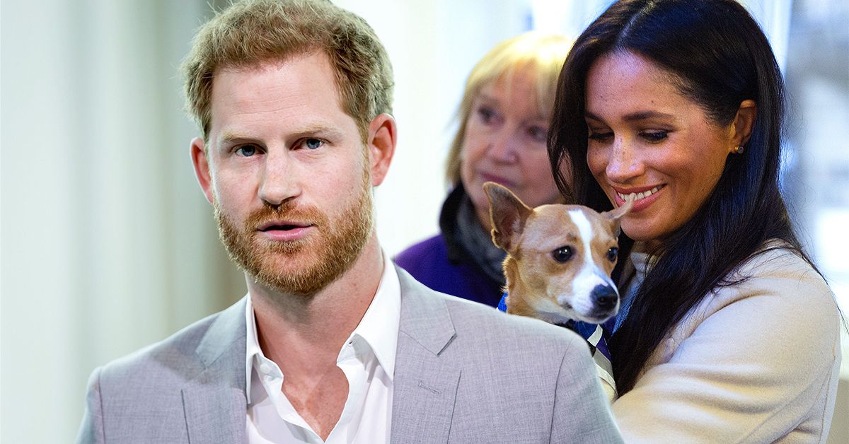 Prince Harry in a grey suit (front), Meghan Markle holding a small dog in her arms while smiling (back)