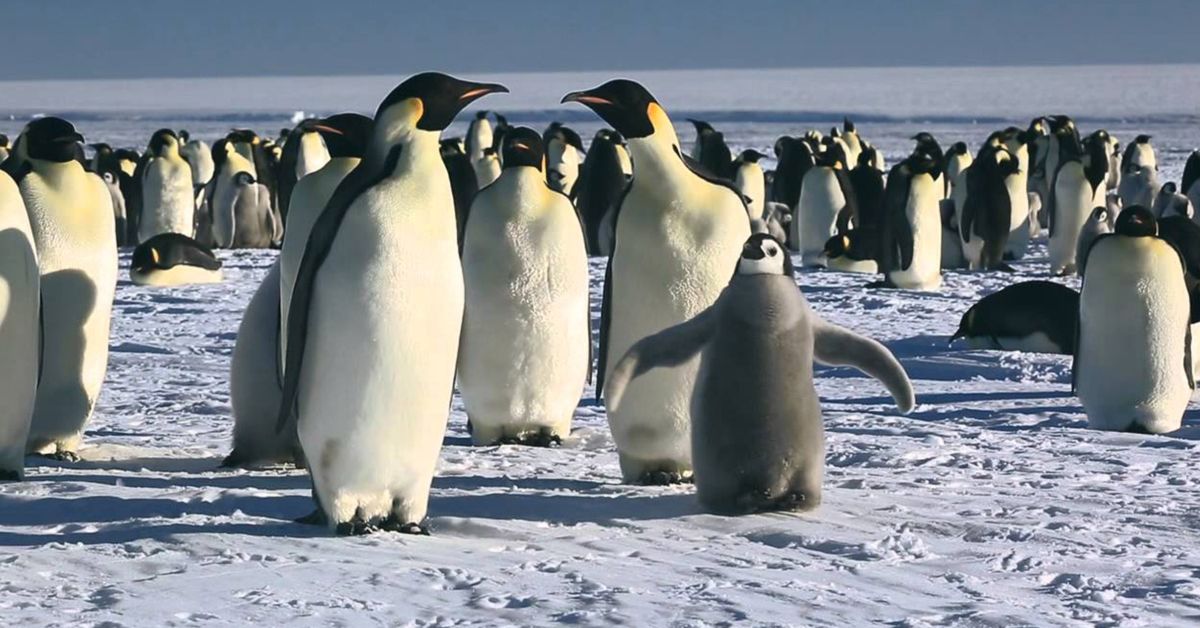 Families of penguins