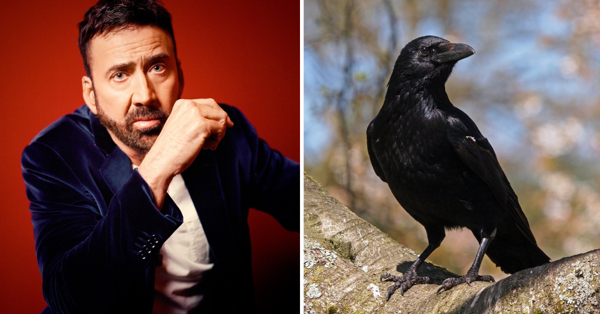Nicolas Cage and his crow
