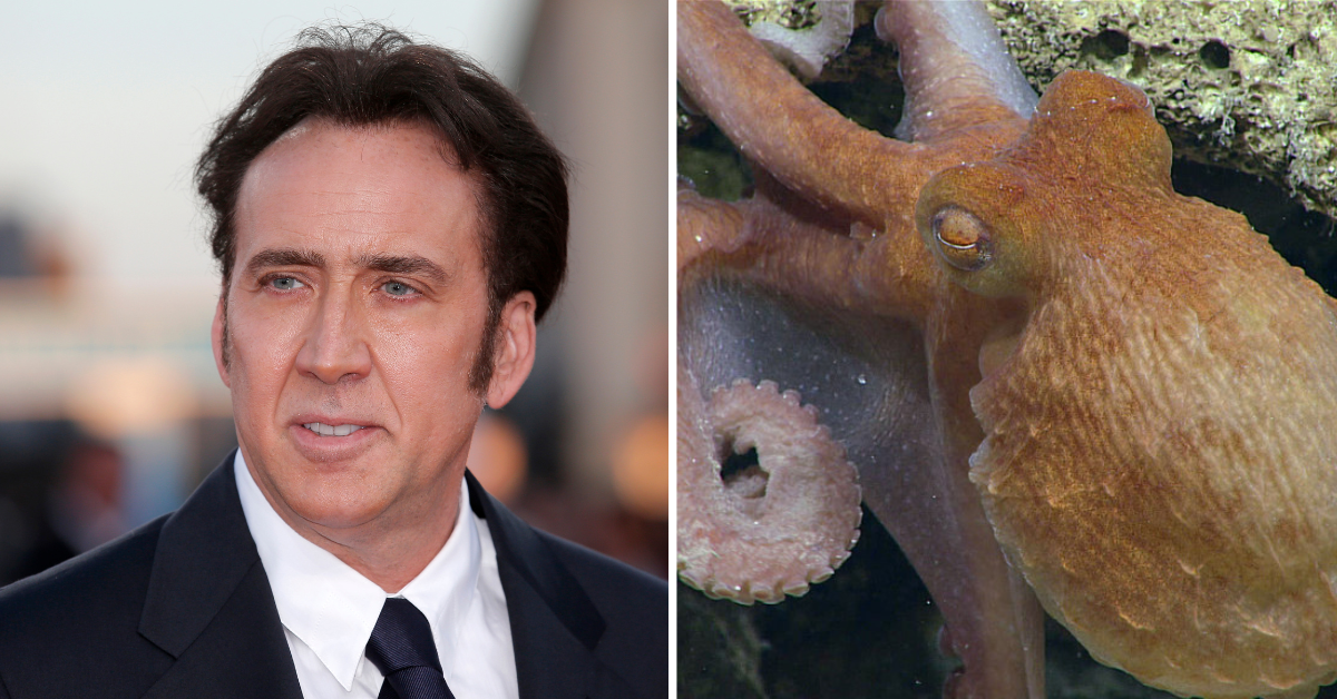 Nicolas Cage and his octopus