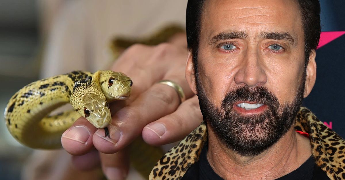 Why does Nic Cage own a two-headed snake and his pet crow and the rest of the wild animals?